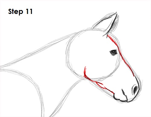 Draw Zebra 11