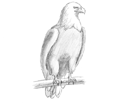 How to Draw a Bald Eagle