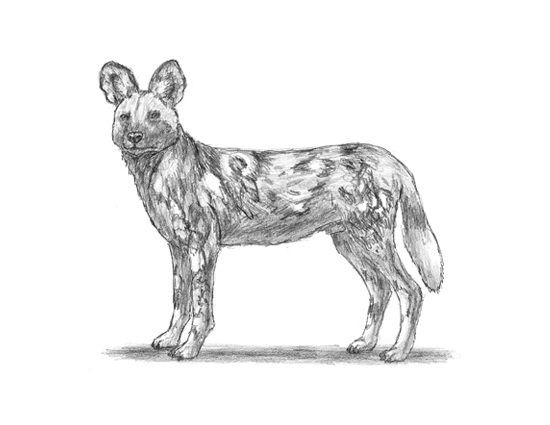 How to Draw an African Wild Dog