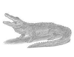 How to Draw an Alligator
