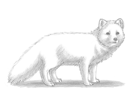 How to Draw an Arctic Fox