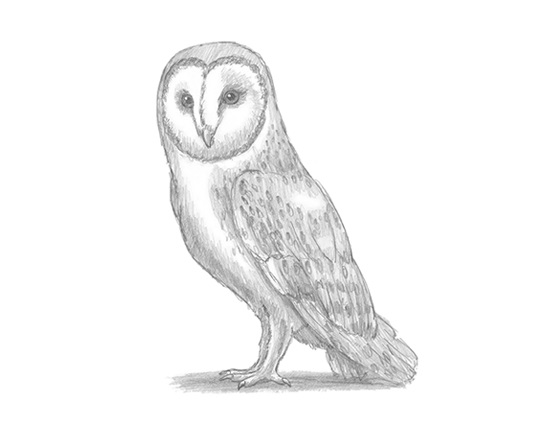 How to Draw a Barn Owl