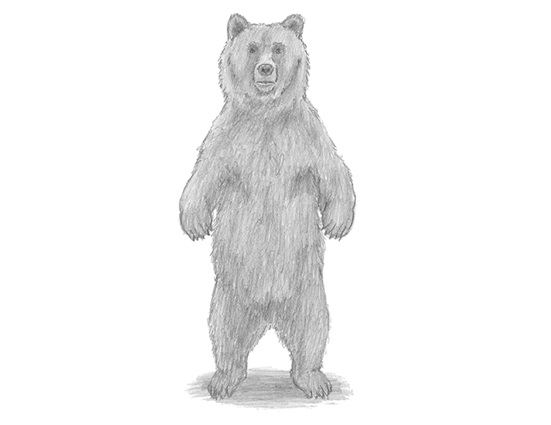 How to Draw a Grizzly Bear
