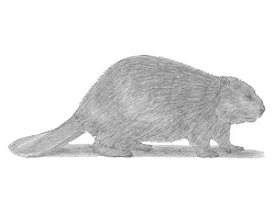 How to Draw a Beaver