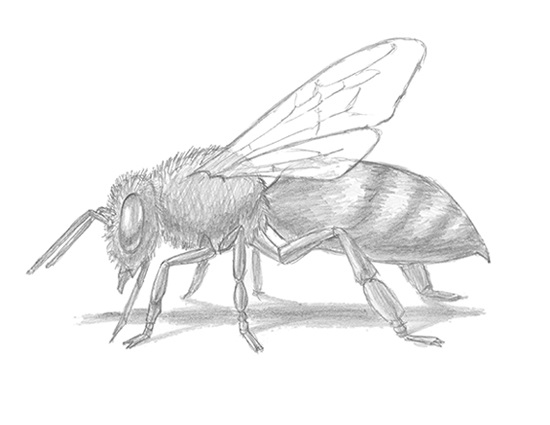 How to Draw a Bee