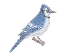 How to Draw a Blue Jay