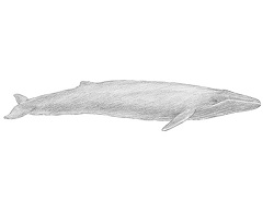 How to Draw a Blue Whale