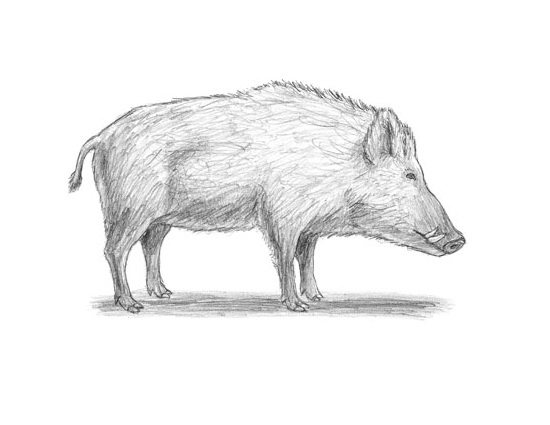 How to Draw a Boar