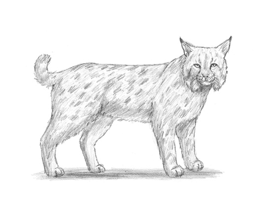 How to Draw a Bobcat