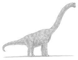 How to Draw a Brachiosaurus