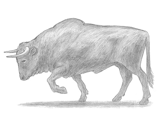 How to Draw a Bull