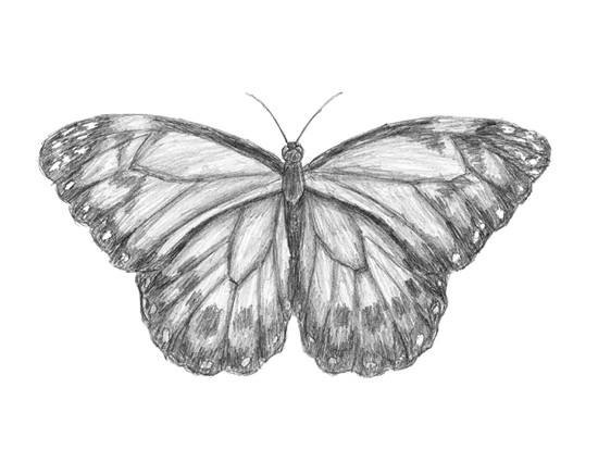 How to Draw a Monarch Butterfly