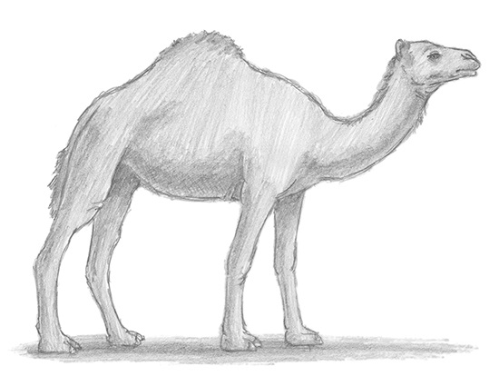 How to Draw a Camel
