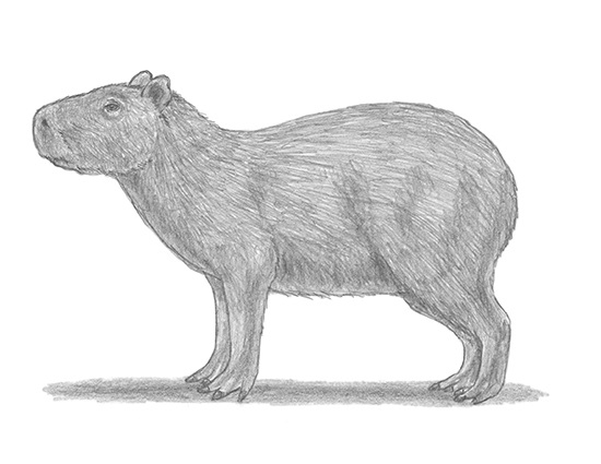 How to Draw a Capybara
