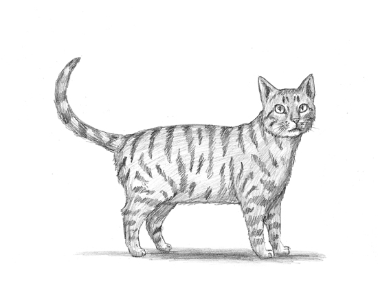 How to Draw a Cat (Tabby)