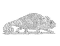 How to Draw a Chameleon