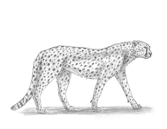 How to Draw a Cheetah