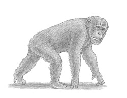 How to Draw a Chimpanzee