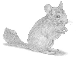 How to Draw a Chinchilla