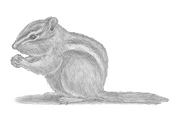 How to Draw a Chipmunk