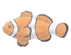 How to Draw a Clownfish