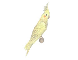 How to Draw a Cockatiel