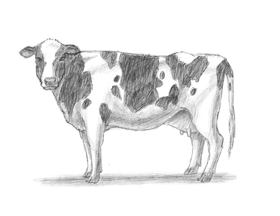 How to Draw a Cow