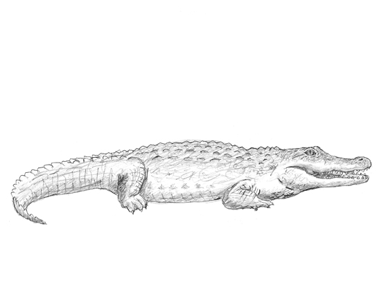 How to Draw a Crocodile