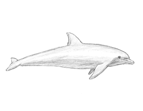 How to Draw a Dolphin