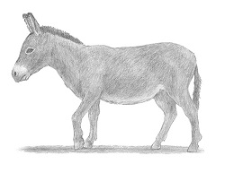 How to Draw a Donkey
