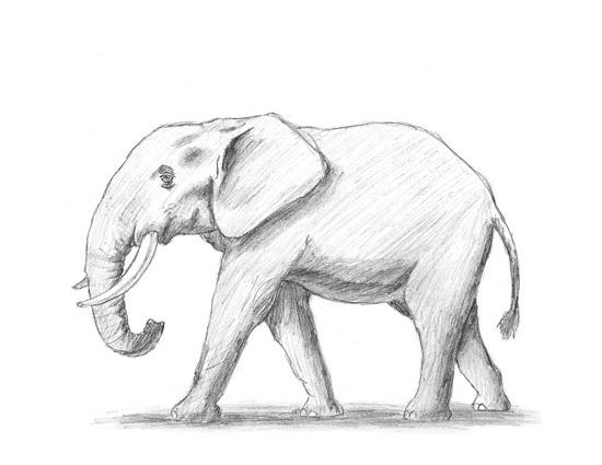 How to Draw an Elephant