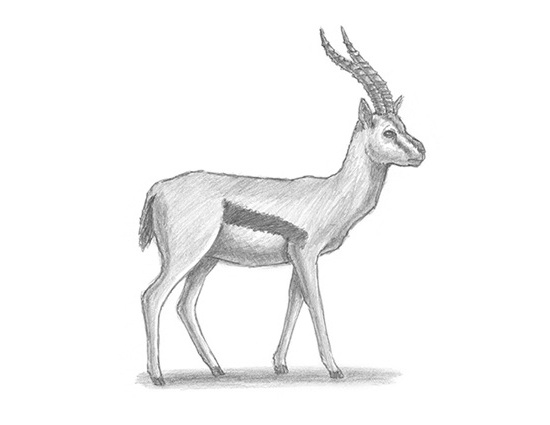 How to Draw a Gazelle