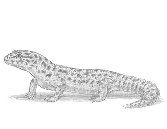 How to Draw a Leopard Gecko