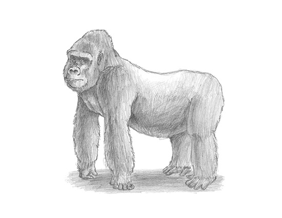 How to Draw a Gorilla