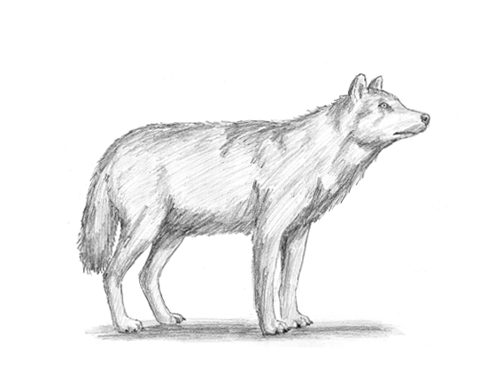 How to Draw a Wolf