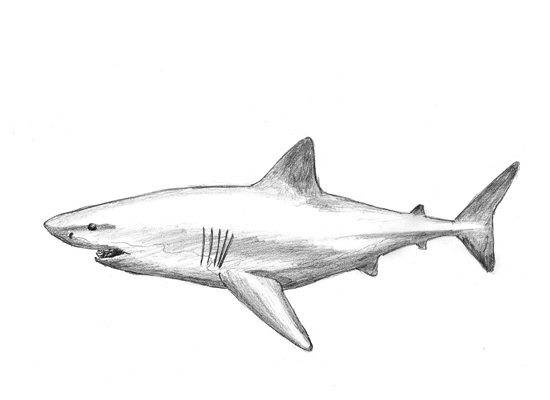 Draw a Great White Shark with Pencil Step by Step