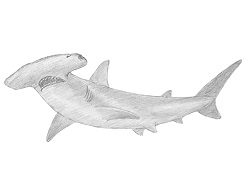 How to Draw a Hammerhead Shark