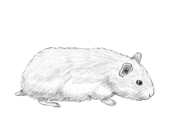How to Draw a Hamster