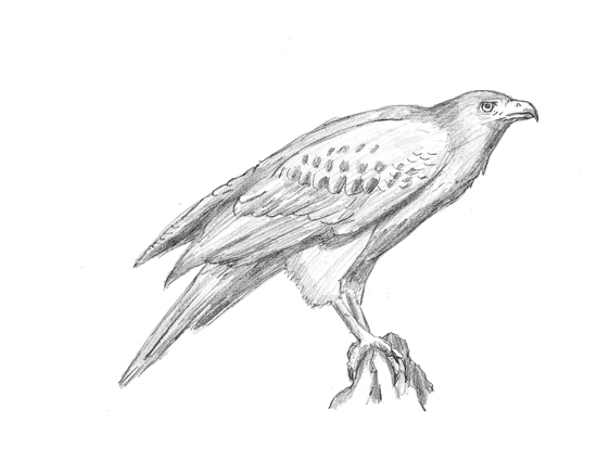 How to Draw a Harris Hawk
