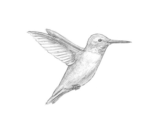 How to Draw a Hummingbird