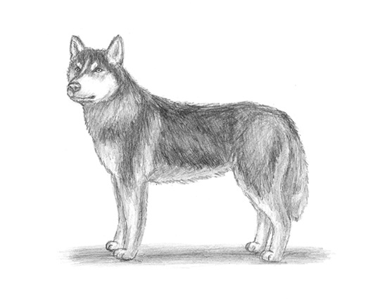How to Draw a Husky Dog