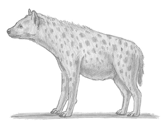 How to Draw a Hyena