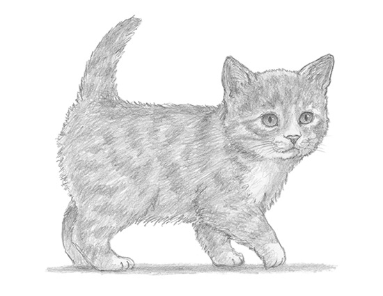How to Draw a Cat (Tabby Kitten)