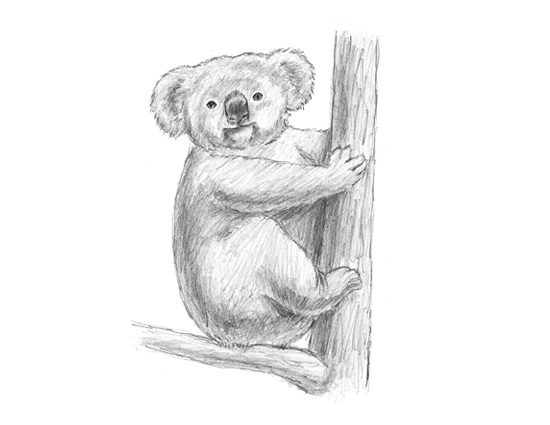 How to Draw a Koala