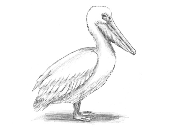 How to Draw a Pelican