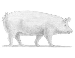 How to Draw a Pig