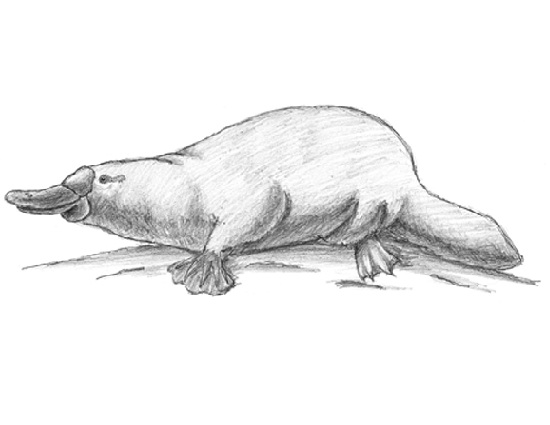 How to Draw a Platypus