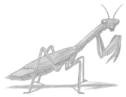 How to Draw a Praying Mantis