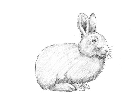 How to Draw a Rabbit