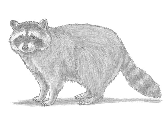 How to Draw a Raccoon